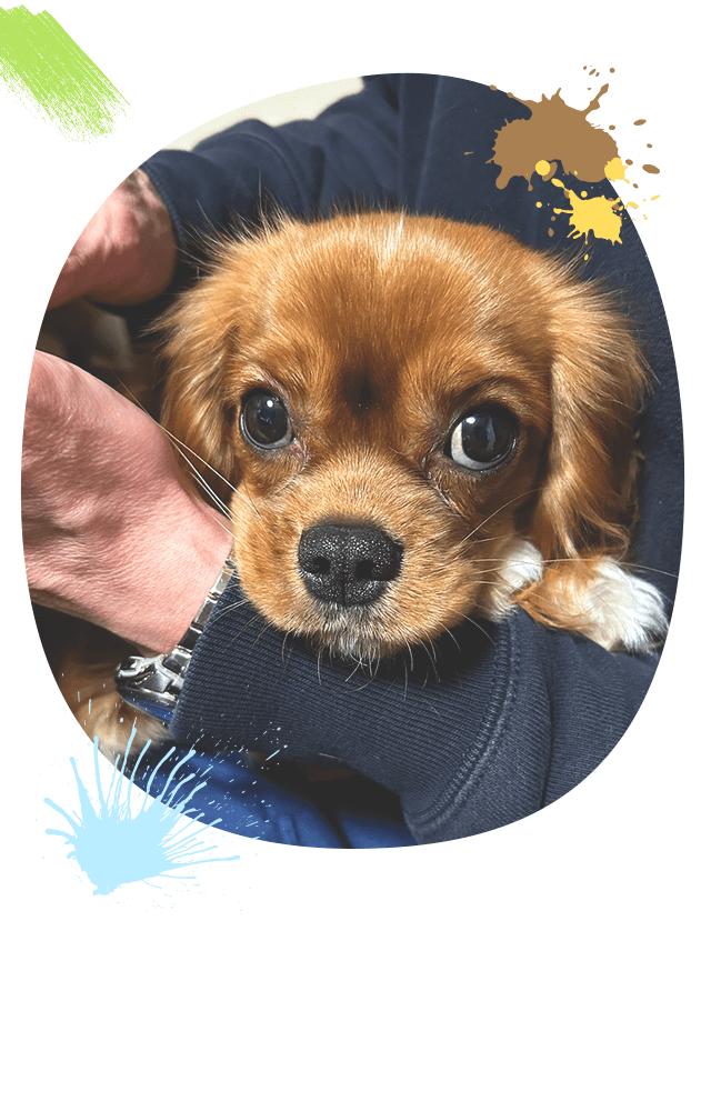 あなたの家を、長く、美しく守るために 選ばれる理由は、“丁寧すぎる”仕事にあります。